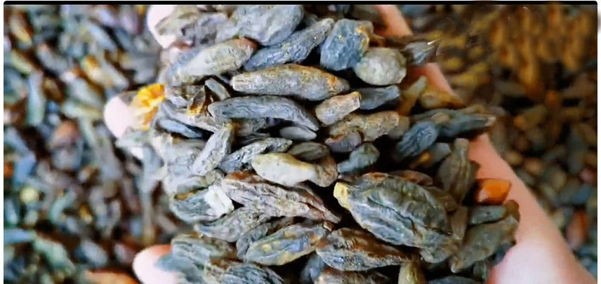 China customs broker for medicinal materials