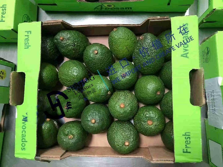 fresh avocado from kenya